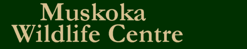 Muskoka Wildlife Centre